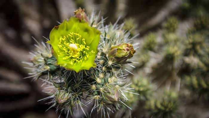 green flower