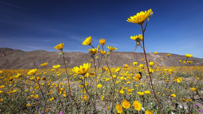 yellow flowers
